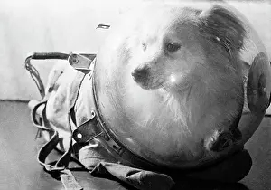 Manned: Dog in spacesuit