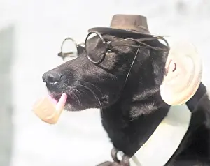 Bespectacled: Dog with Specs and Pipe