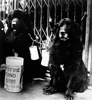 Contribute: DOG AND SPITFIRE FUND
