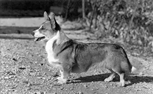 Chestnut: DOG STANDING