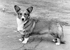 Saucy: DOG STANDING