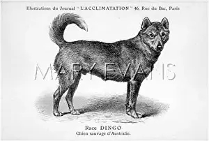Dingo: Dingo