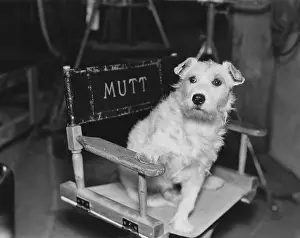 Everett Collection (old Visuals): Dog star