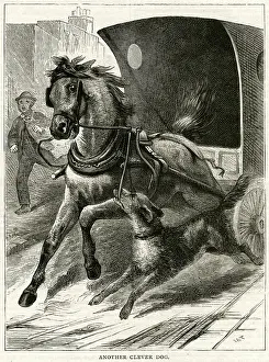 Leaps: DOG STOPS HORSE