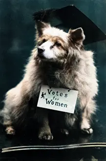 Urging: DOG SUFFRAGETTE