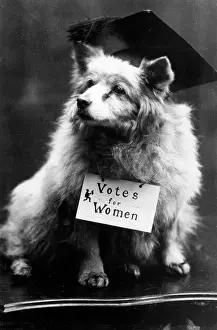 Urging: DOG SUFFRAGETTE