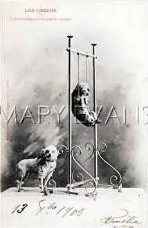 Develops: DOG ON A SWING