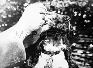 Pdsa: DOG TAKING MEDICINE