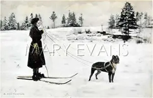 Tows: DOG TOWS SKIER