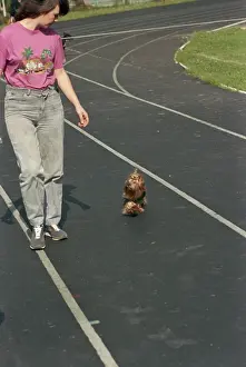 Silky: Dog training
