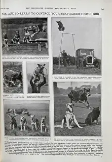 Alsatians: Dog Trials