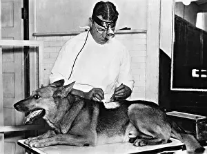 Treated: Dog at the vet, 1934