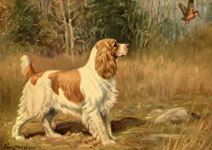 Cocker: Dog Watching Bird Fly