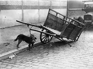 Pushcart: Dog watching over pushcart