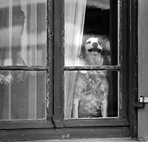 Woof: Dog in window, Normandy, France