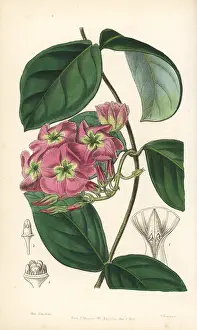 Violacea: Dogbane, Temnadenia violacea