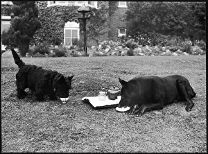 Doggie: DOGGIE AFTERNOON TEA