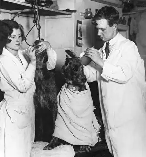 Barks: DOGGIE BEAUTY TREATMENT