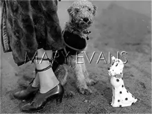 Mistresses: DOGGIE IN A TANGLE