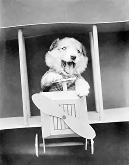 Doggy: DOGGY AVIATOR