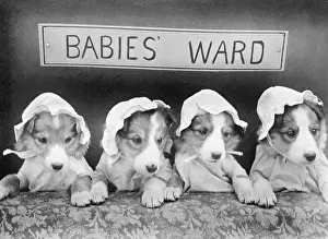 Doggy: DOGGY BABIES