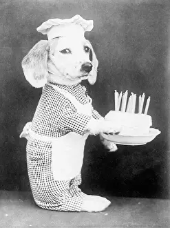 Doggy: DOGGY BIRTHDAY CAKE