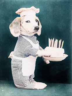 Doggy: DOGGY BIRTHDAY CAKE