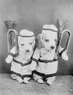 Doggy: DOGGY BRASS BAND