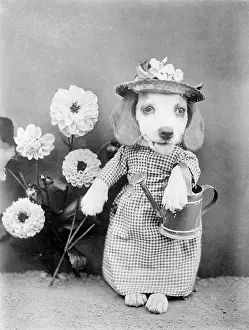 Doggy: DOGGY GARDENER