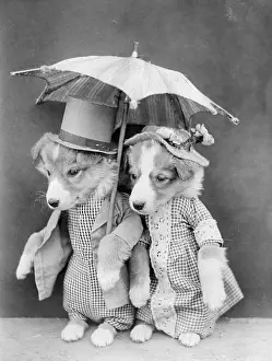 Promenading: DOGGY PROMENADERS