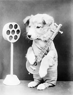 Strums: DOGGY ROCK STAR