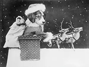 Reindeers: DOGGY SANTA