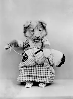 Doggy: DOGGY SEAMSTRESS