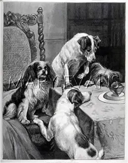 Bemused: DOGS AND TOP