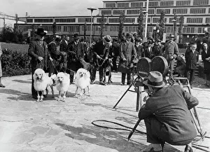 21th: Dogs anniversary exhibition of the
