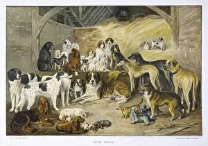Barn: Our Dogs by Arthur Baker