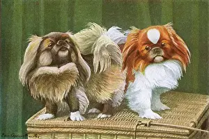 Wistful: Two dogs on a basket