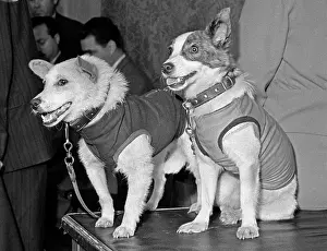 Safe: Dogs Belka and Strelka on their return to Earth