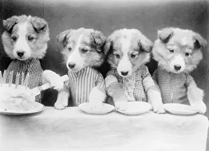 Doggy: DOG'S BIRTHDAY PARTY