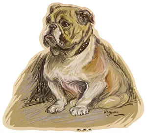Studded: Dogs, Bulldog Dawson