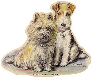 Dogs, Cairn and Wire Terrier, Dawson
