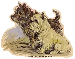 Cairns: Dogs, Cairns, Dawson
