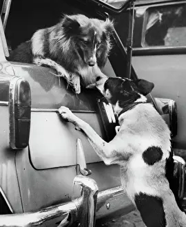 Bumper: Two dogs at the back of a car