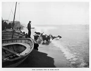 Nome: DOGS CATCH FISH