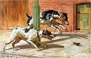 Foiled: DOGS CHASING RAT