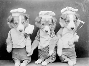 Doggy: DOGS AS CHEFS