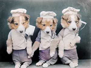 Doggy: DOGS AS CHEFS