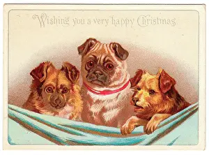 Three dogs on a Christmas card