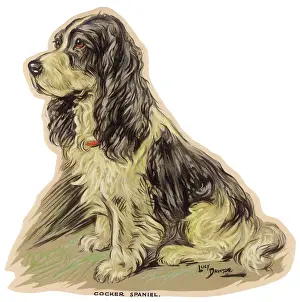 Cocker: Dogs, Cocker Spaniel, Dawson