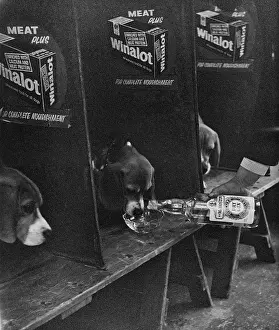 Compartments: Dogs in compartments at a dog show